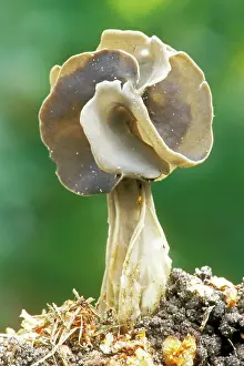 Helvella: Black Helvella FUNGI