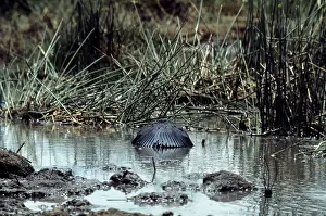 Gillean White: Black Heron