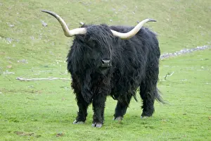 Steer: Black Highland Cow - Steer / Male