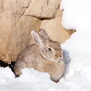 Tom Willock: Black Hills COTTONTAIL RABBIT