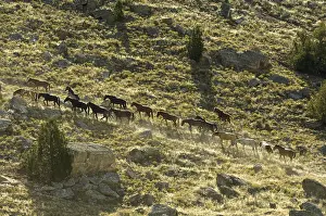 File: Black Hills Wild Horse Sanctuary Hot Springs South Dakota