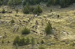 Dusts: Black Hills Wild Horse Sanctuary Hot Springs South Dakota