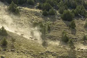 File: Black Hills Wild Horse Sanctuary Hot Springs South Dakota