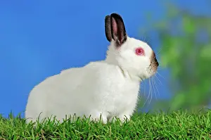 Bunnies: Black Himi Dwarf Rabbit (Oryctolagus cuniculus forma