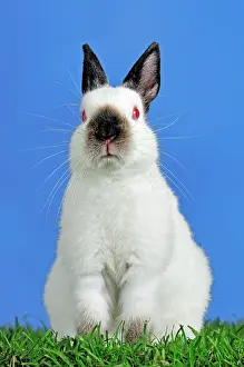 Bunnies: Black Himi Dwarf Rabbit (Oryctolagus cuniculus forma