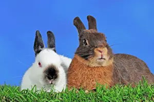 Bunnies: Black Himi and Tawny Brown Dwarf Rabbits (Oryctolagus