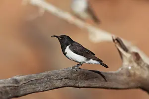 Honeyeaters: Black Honeyeater