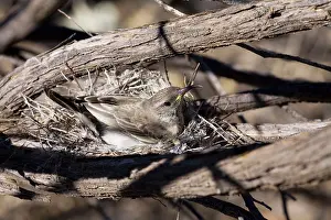 Honeyeaters: Black Honeyeater - Female on nest