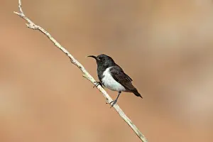 Honeyeaters: Black Honeyeater - male