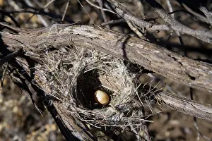Honeyeaters: Black Honeyeater Nest - With one egg