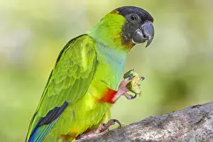 Parakeet: Black-hooded Parakeet (Aratinga nenday) with a