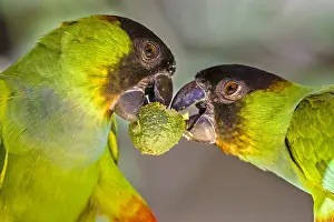 Parakeet: Black-hooded Parakeet (Aratinga nenday) pair fi