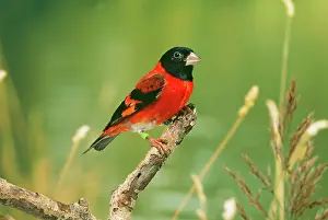 Siskins: Black-hooded Red SISKIN - male