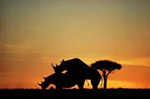 Yann Arthus-bertrand: Black / hook-lipped Rhino - mating at sunset