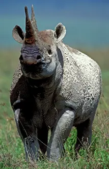 Hooked: Black / Hooked-lipped Rhinoceros