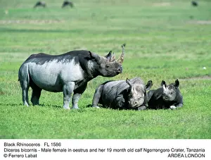 Hooked: Black / Hooked-lipped Rhinoceros