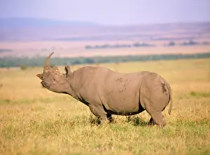 Hooked: Black / Hooked-lipped Rhinoceros