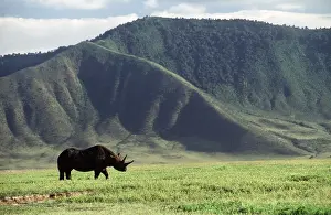 Lipped: Black / Hooked-lipped Rhinoceros