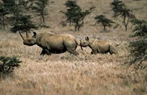 Hooked: Black / Hooked-lipped Rhinoceros - adult and young