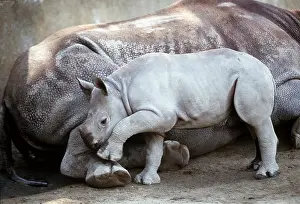 Lipped: Black / Hooked-lipped Rhinoceros - baby at mother's side
