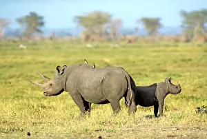 Hooked: Black / Hooked Lipped Rhinoceros - with her calf