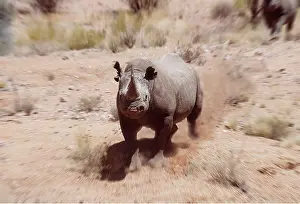 Speed: Black / Hooked-lipped Rhinoceros - charging