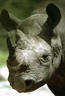 Lipped: Black / Hooked-lipped Rhinoceros - close-up of face