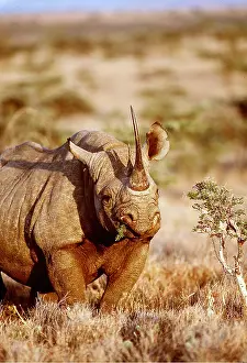 Rhinoceros: Black / Hooked-lipped Rhinoceros - eating