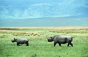 Lipped: Black / Hooked-lipped Rhinoceros - female and calf