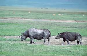 Lipped: Black / Hooked-lipped Rhinoceros - female and calf