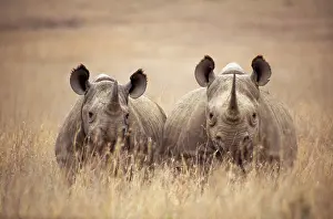 Rhinoceros: Black / Hooked-lipped Rhinoceros - two in long grass
