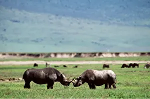Lipped: Black / Hooked-lipped RHINOCEROS - male and female