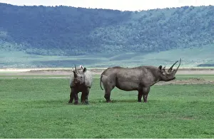 Clem Haagner: Black / Hooked-lipped Rhinoceros - mother & young