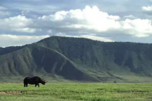 Lipped: Black / Hooked-lipped Rhinoceros - old female