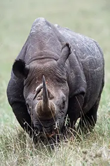 Operation: Black / Hooked-lipped Rhinoceros - with oxpecker on head