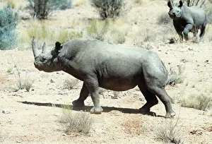 Clem Haagner: Black / Hooked-lipped Rhinoceros - x two