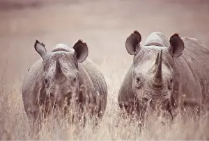 Lipped: Black / Hooked-lipped Rhinoceros - x two