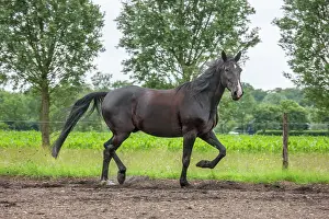 Trotting: Black Horse
