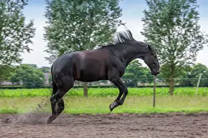 Bucking: Black Horse