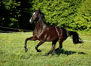 Gallop: Black horse, gelding, Baden-Wuerttemberg breed