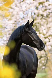 Gloss: Black horse, mare in spring, portrait