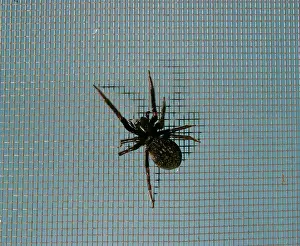 Insignis: Black house / Window Spider