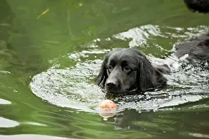 Retrieving: Black Hovawart retrieving a ball out of the water