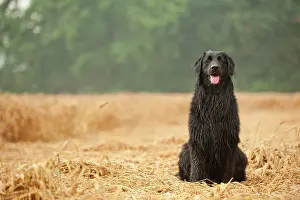 Hovawart: Black Hovawart sitting in a cornfield
