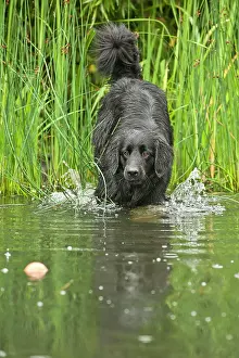 Fetch: Black Hovawart standing in a pond