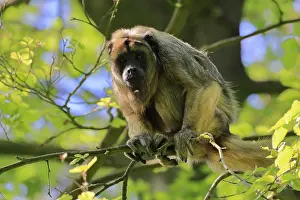 Alertness: Black howler (Alouatta caraya)
