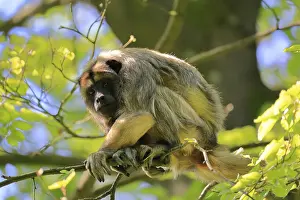 Alertness: Black howler (Alouatta caraya)