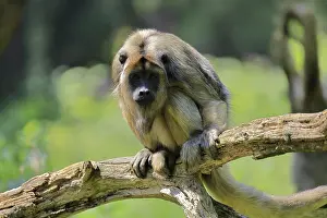 Trunks: Black howler (Alouatta caraya)