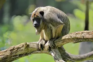 Trunks: Black howler (Alouatta caraya)
