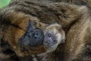 Embrace: Black Howler (Alouatta caraya), female with young